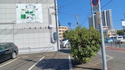 キンモクセイ